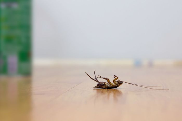 Home protected by Precision Pest Control